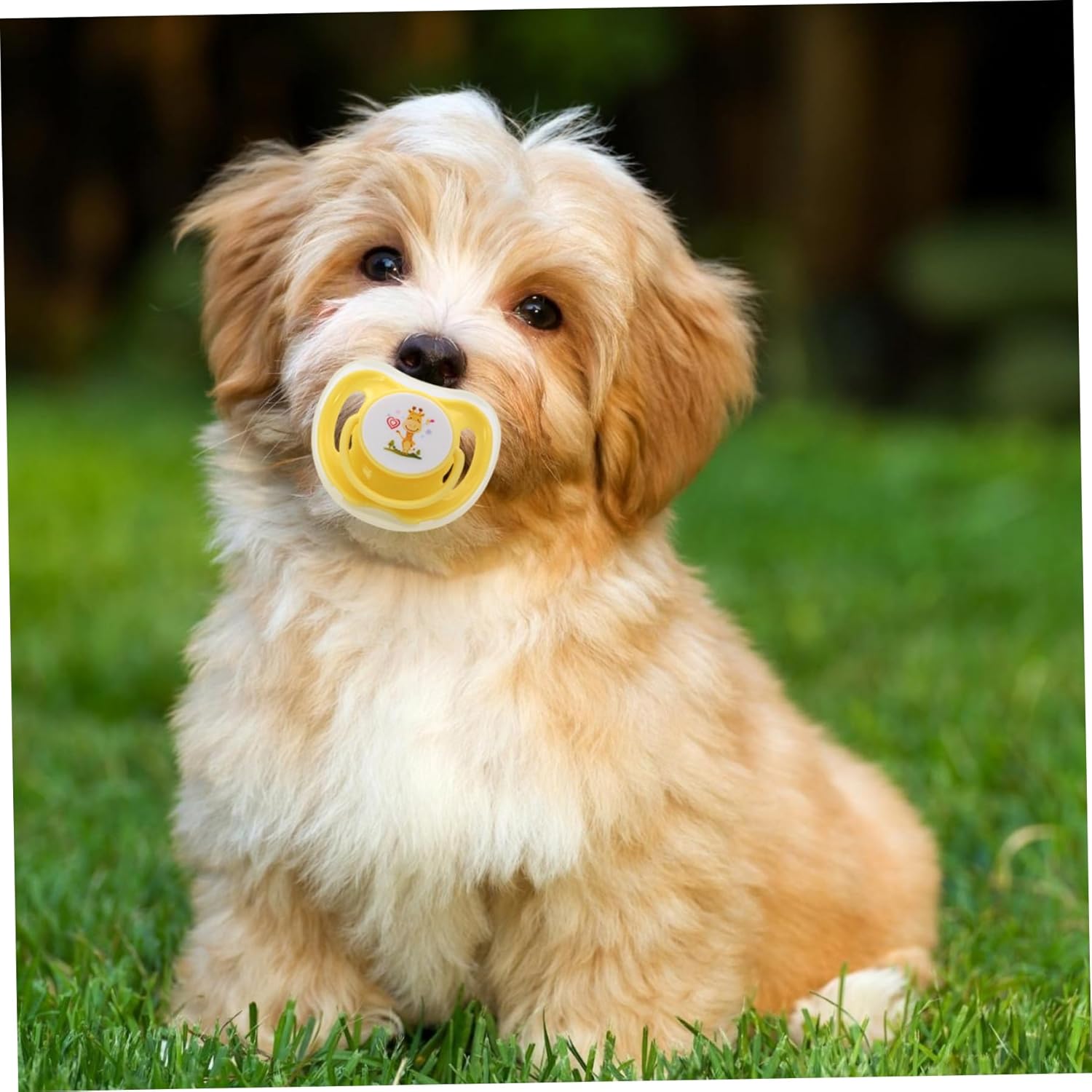 Why These Pacifiers are Essential for Your Furry Friend!